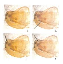 Image result for Tapinanthus erectotruncatus