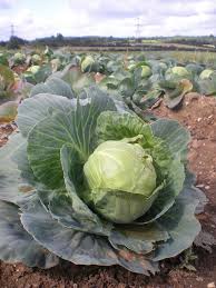 This variety of cabbage looks like an overgrown brussel sprout. Companion Planting For Cabbage Insteading