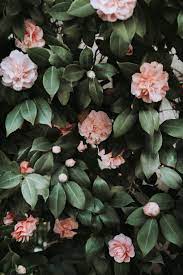 Instant Download Print Light Pink Camellia Art Print Nature Print Photo Nature Photography Minimal Modern Photography In 2021 Iphone Background Wallpaper Flower Aesthetic Phone Wallpaper Images
