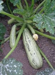 When sowing the seeds, make a small mound with a depression in the top. Jim S Favorite Summer Squash Seeds