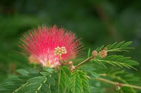 Image result for Calliandra tweedii