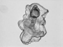 Wifflegif has the awesome gifs on the internets. The Future Of Human Healing Lies In The Brain Of A Starfish