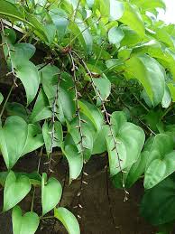 Image result for Dioscorea asteriscus