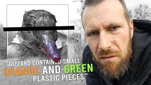 Big Bear Bald Eagle Live Nest