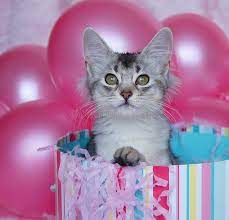 Kitten Surprise Kitten Popping Out Of A Birthday Box Surrounded By Balloons Sponsored Ad Ad Surprise Surro Kitten Birthday Kitten Surprise Cat Care
