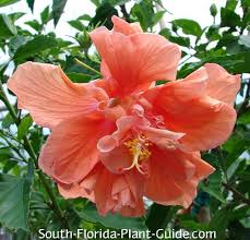 Image result for Hibiscus fuscus