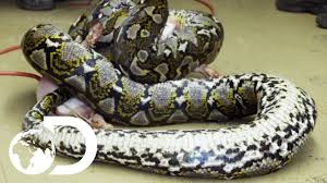 Play snake games at y8.com. The Top 5 Most Terrifying Snakes Youtube
