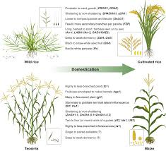 There are six major types as flint corn, pod corn, popcorn, flour, and sweet. Harnessing Knowledge From Maize And Rice Domestication For New Crop Breeding Sciencedirect