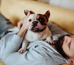 To furnish guidelines for breeders the english bulldog of today would not be recognized by fanciers of the earliest dogs of the breed. Average Cost To Buy French And English Bulldog Puppies Nimblefins