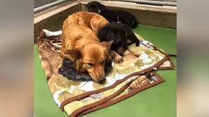 He used to go into his crate when i gave the command and then sleep through the night until around 6:30am. Dog Sneaks Out Of Kennel At Night To Comfort Crying Foster Puppies Abc News