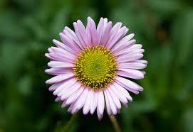 Canada flowers is a florist providing long beach flower delivery. Erigeron Glaucus Wikipedia