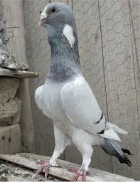 Ma Ester Sivoli Adli Kullanicinin Syrian Pigeons Panosundaki Pin Guzel Kuslar Kus