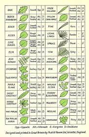 Check spelling or type a new query. Leaf Identification Leaf Identification Tree Leaf Identification Tree Identification