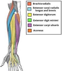 The names of the two muscles that bend and straighten the arm are biceps and triceps. 57 Names Of Muscles Ideas Muscle Anatomy Anatomy And Physiology Body Anatomy