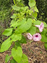 Image result for Ipomoea tenuirostris
