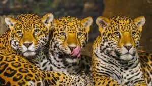 Последние твиты от jaguares (@jaguaresarg). Fotos De Jaguares De Stock Jaguares Imagenes Libres De Derechos Depositphotos