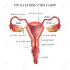 We did not find results for: Cartel Medico De Utero Con Esquema Del Sistema Reproductivo Femenino Sobre Fondo Blanco Ilustracion Vectorial Plana Ilustraciones Vectoriales Clip Art Vectorizado Libre De Derechos Image 60299418