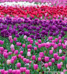 Tulips At The Floriade Flower Show In Canberra I Went In 2005 And It Was Absolutely Amazing I Loved Loved Loved Flower Show Beautiful Flowers Spring Beauty