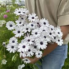 Image result for foto Osteospermum