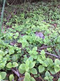 Image result for Clinopodium uhligii