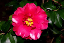 Unlabeled Camellia At Burden Camellia Plants