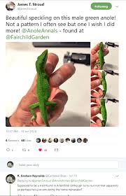 Image result for Selago angolensis