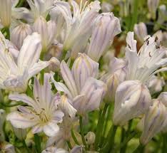 Image result for Agapanthus campanulatus