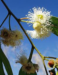Image result for Eucalyptus camaldulensis