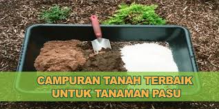 Kelapa sawit sesuai ditanam di kawasan tanah yang gembur, tanah liat gembur dan tanah gambut (kurang dari satu meter dalam). Cara Buat Sendiri Campuran Tanah Pasu Ekstra Tips Daripada Pakar Kebun Bandar