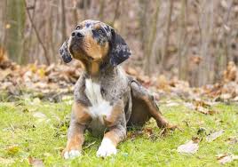 His versatility and working instinct is unparalleled. Catahoula Leopard Dog Breed Temperament Price Size All Things Dogs All Things Dogs