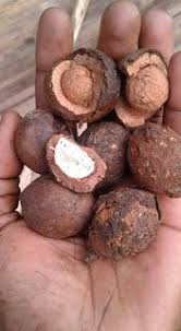 Image result for Coula edulis