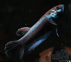 Betta Unimaculata Muara Wahau Schlanker Riesenkampffisch