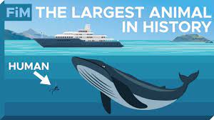 You can see the humpback in all the oceans between latitudes 60ºs to 65ºn. How Large Are Blue Whales Really Size Comparison Youtube