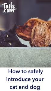 Maybe you would like to learn more about one of these? How To Safely Introduce Your Cat And Dog Dog Mom Cute Dogs Cute Animals