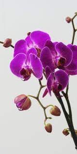 Pin By Katie Turner On Orchids Purple Orchids Beautiful Flowers Purple Flowers