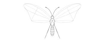 Cross the torso in half with a vertical line. How To Draw A Butterfly Step By Step