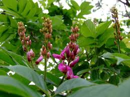 Image result for Lonchocarpus sericeus