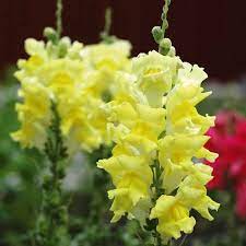Antirrhinum Majus Leikkoleijonankita F1 Rocket Lemon Yellow Lemon Yellow Flowers F1 S