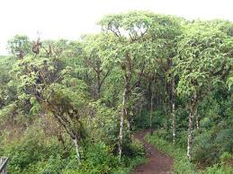 Para mí era un hobby que se convirtió en un gran negocio». Plantas De Galapagos Especies Y Zonas De Vegetacion