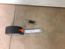They can also be found under logs and stones. New Tenant In A Basement Apartment Help I Have Asian Camel Crickets Popville