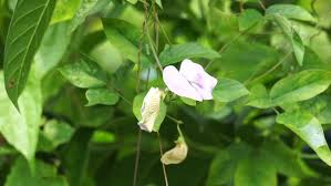 Image result for Centrosema pubescens