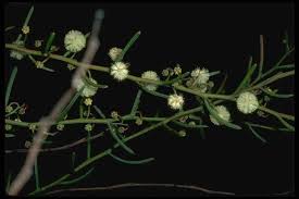 Image result for Acacia pentagona