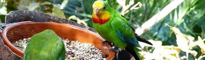 Read below to find out! Can Hamsters Eat Parrot Food Hamster Eating Parrot Parrot Toys