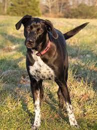 Lab Mix Breeds Top 25 Labrador Mixes Marvelous Dogs