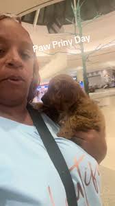 Paw Print Day: Sending Off a Cavapoo to Its New Family in California