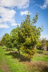 Image result for Phyllocladus trichomanoides