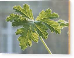 Image result for Pelargonium graveolens