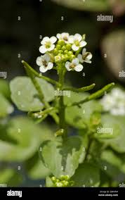 Image result for Nasturtium microphyllum