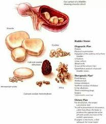 Bladder Stones Vet Medicine Veterinary Medicine Vet Tech School