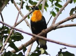 This exotic bird could seriously injure or kill a person or dog in an instant with its deadly claws. Golden Myna Mino Anais Birds Of The World
